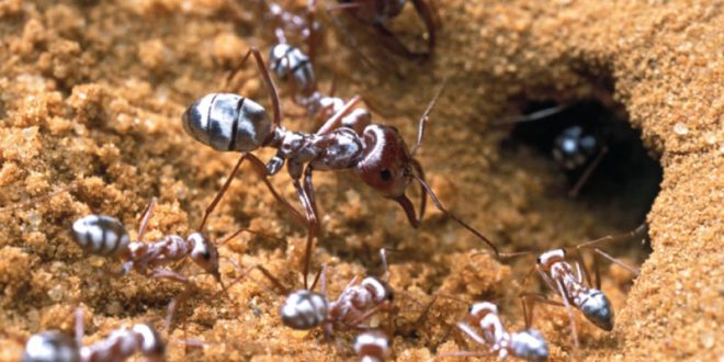 saharan silver ant going into hole